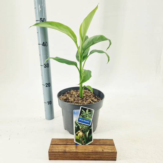 Musa basjoo 60cm 23cm Pot