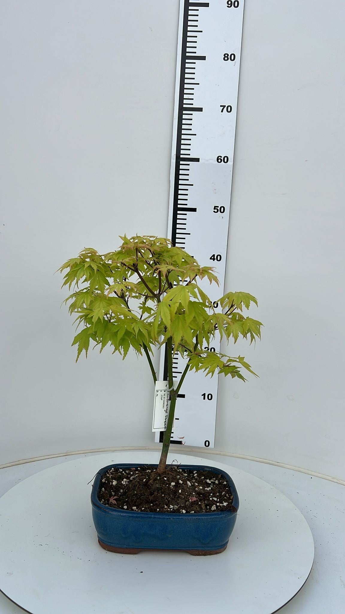 Acer Orange Dream 45cm 22cm Pot