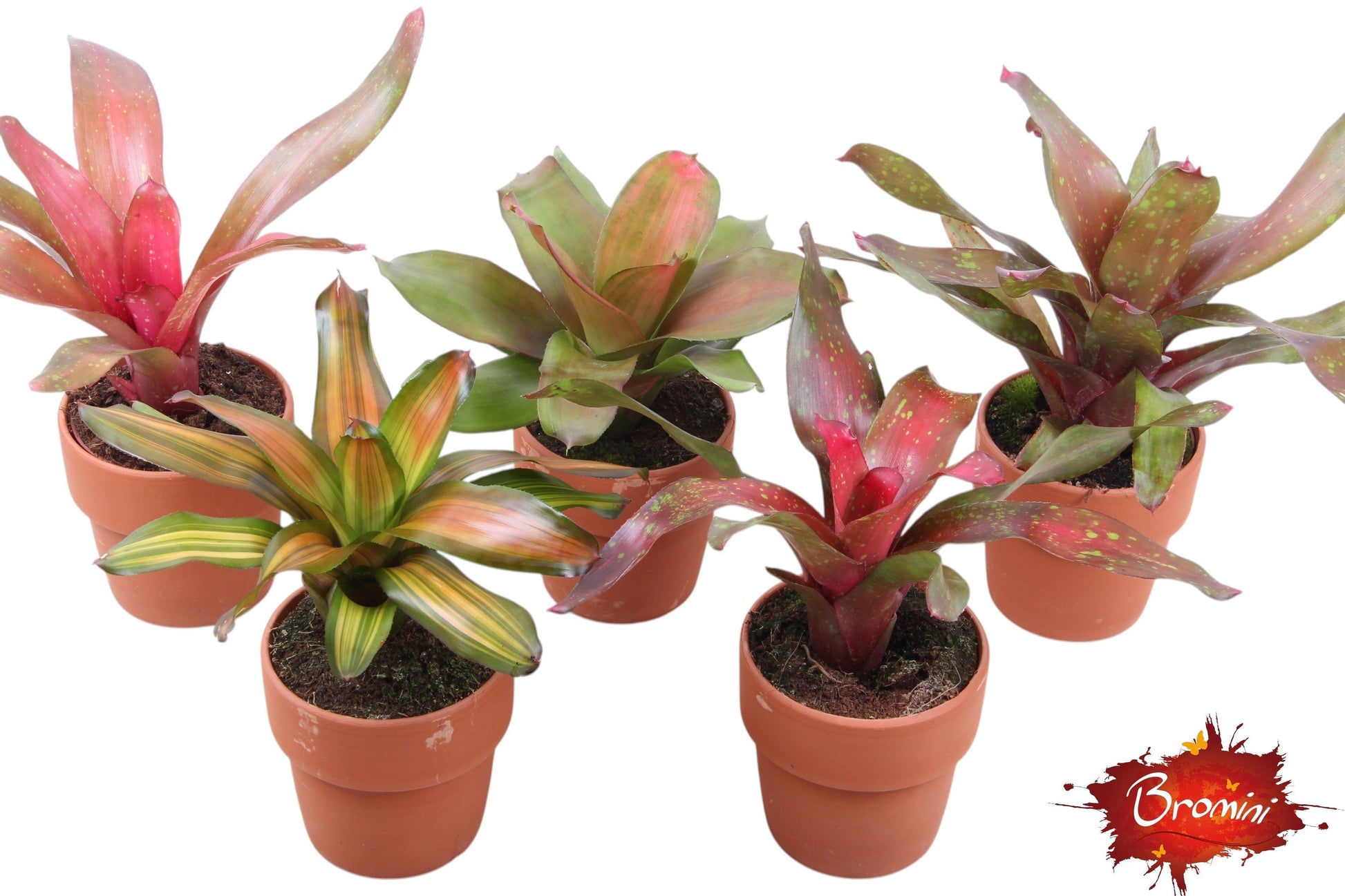 Neoregelia mix 35cm 12cm Pot