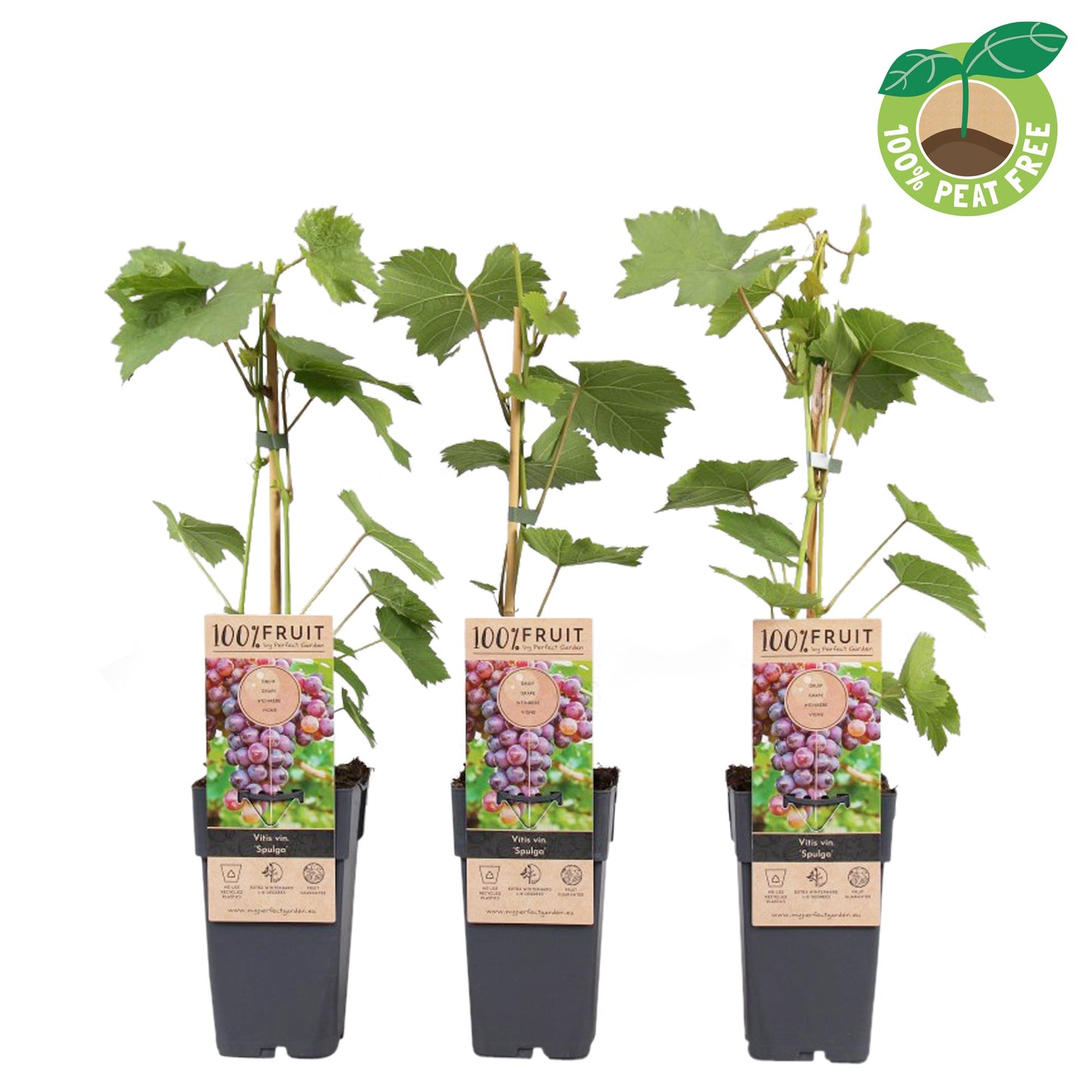 Vitis vinifera Spulga 50cm 15cm Pot