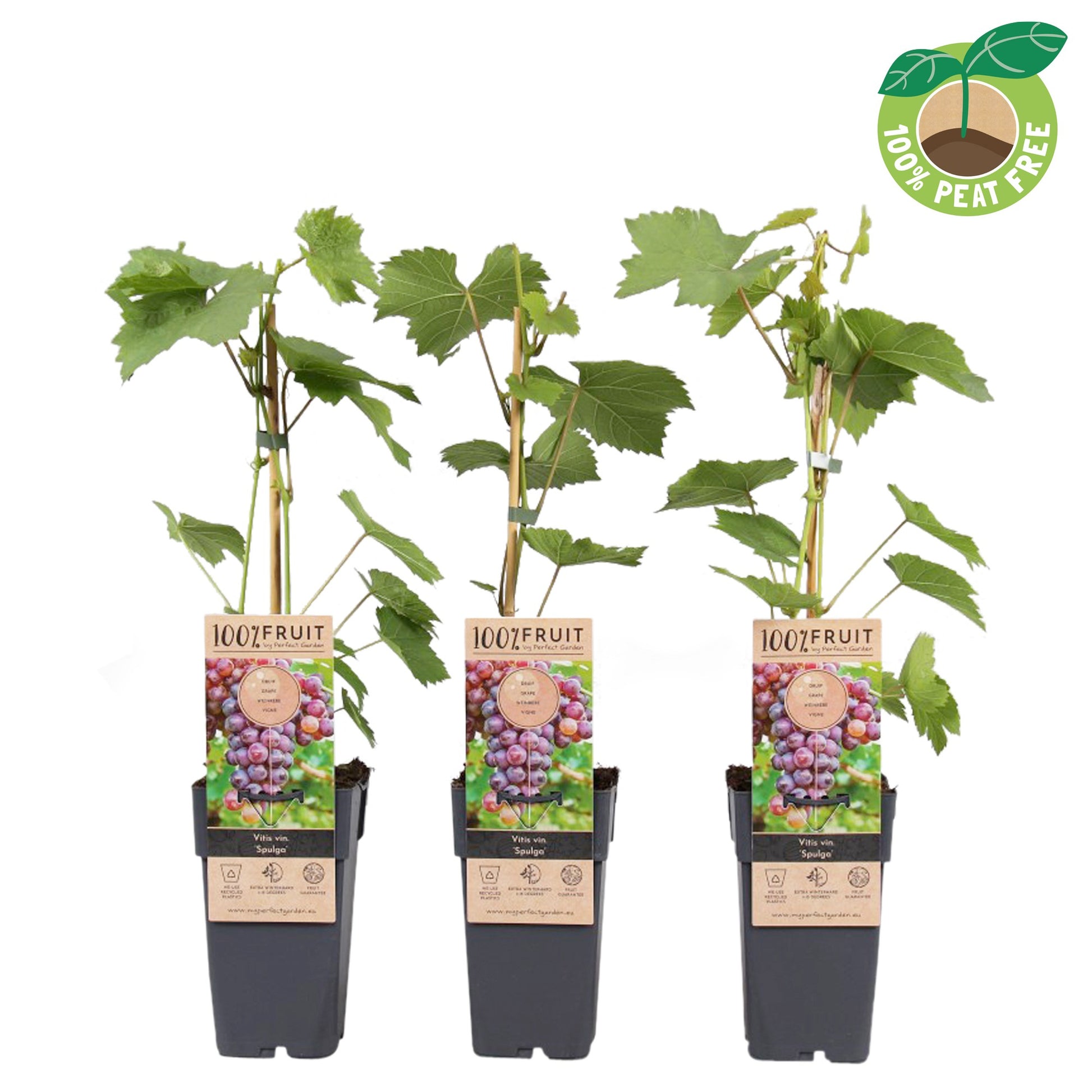 Vitis vinifera Spulga 50cm 15cm Pot