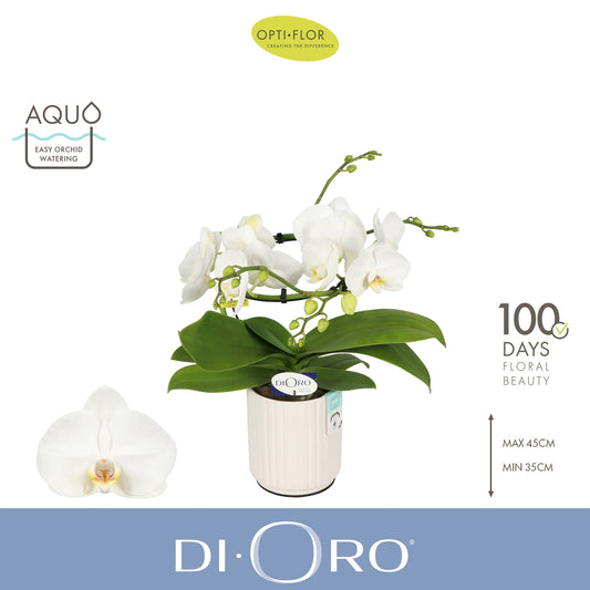 Phalaenopsis white 50cm 12cm Pot