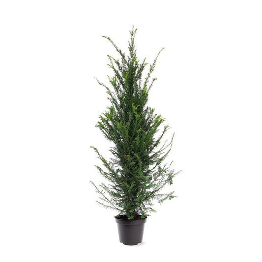 Taxus baccata 120cm 26cm Pot
