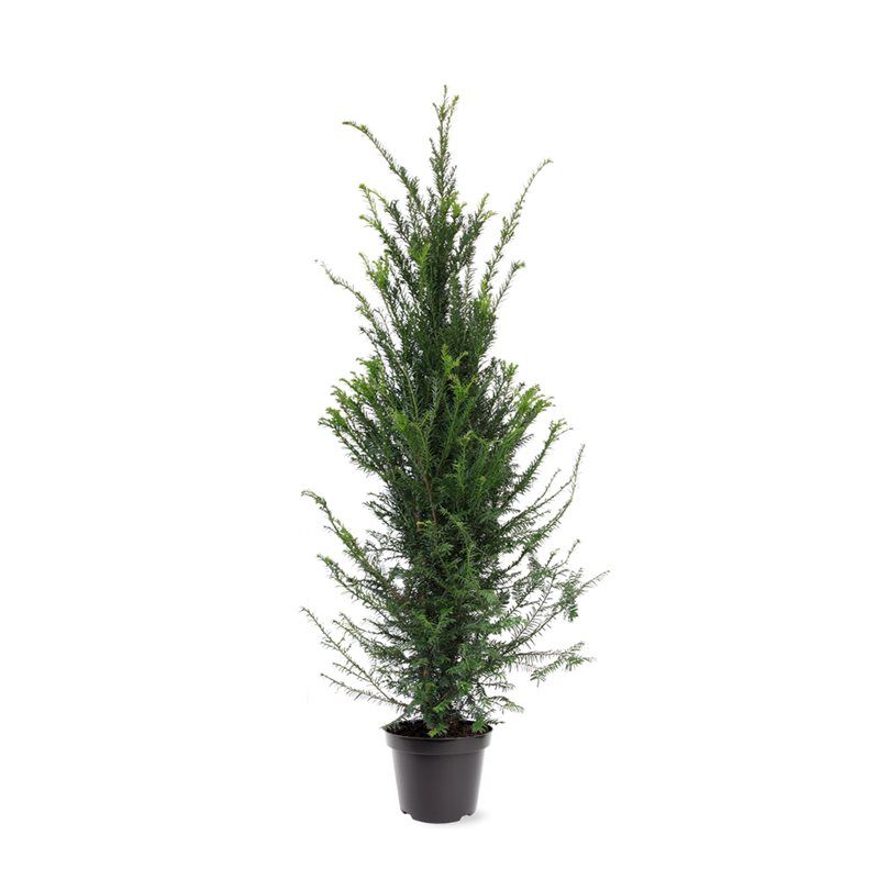 Taxus baccata 120cm 26cm Pot