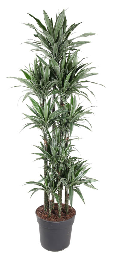 Dracaena fragrans Warneckei 200cm 40cm Pot