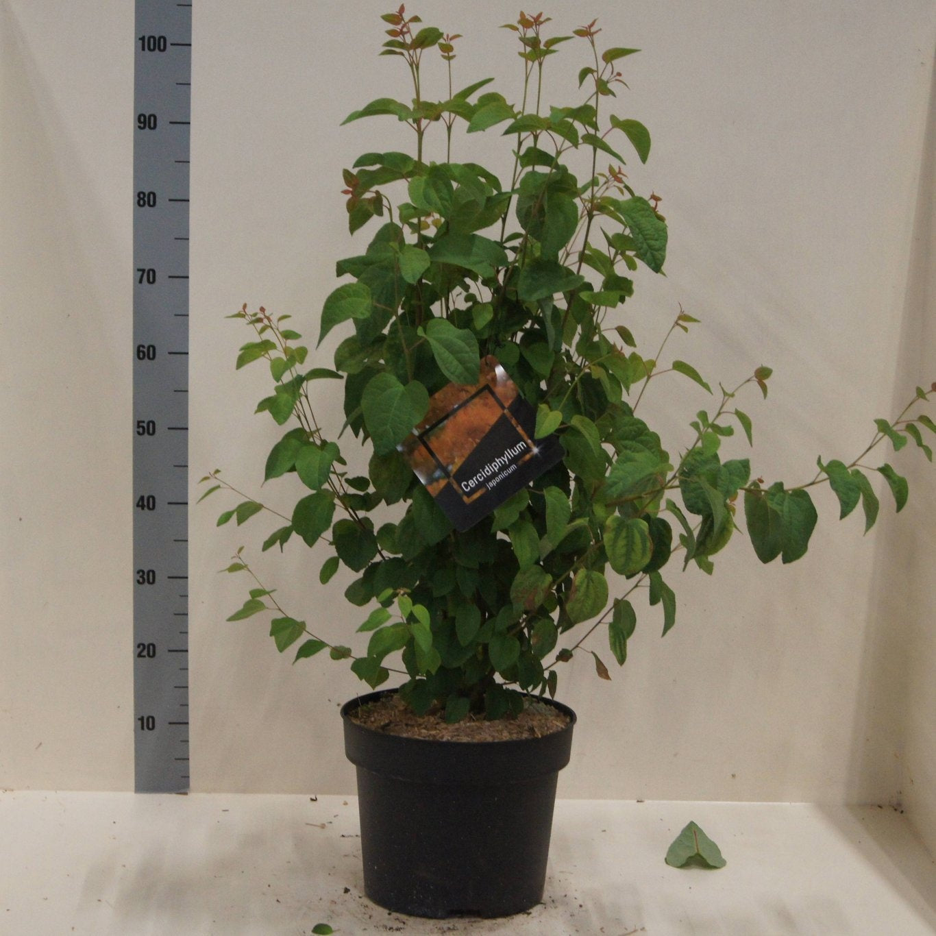 Cercidiphyllum japonicum 80cm 28cm Pot