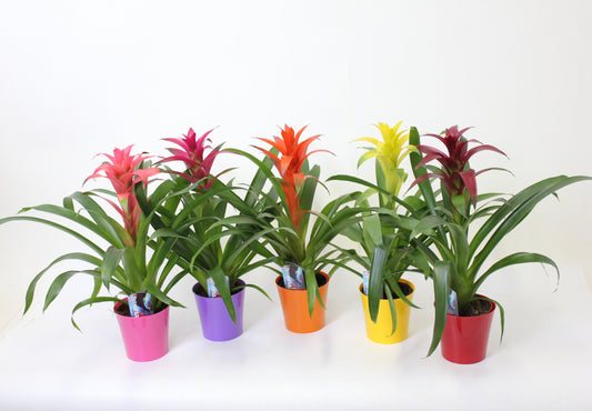 Guzmania mix 50cm 13cm Pot