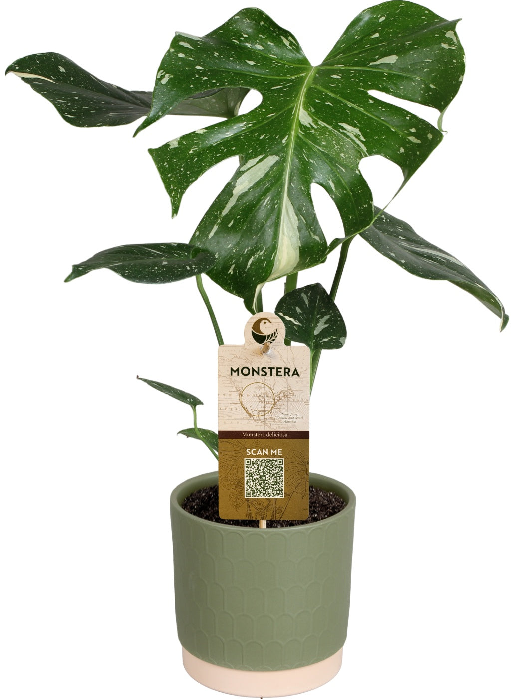 Monstera Thai Constellation 50cm 15cm Pot