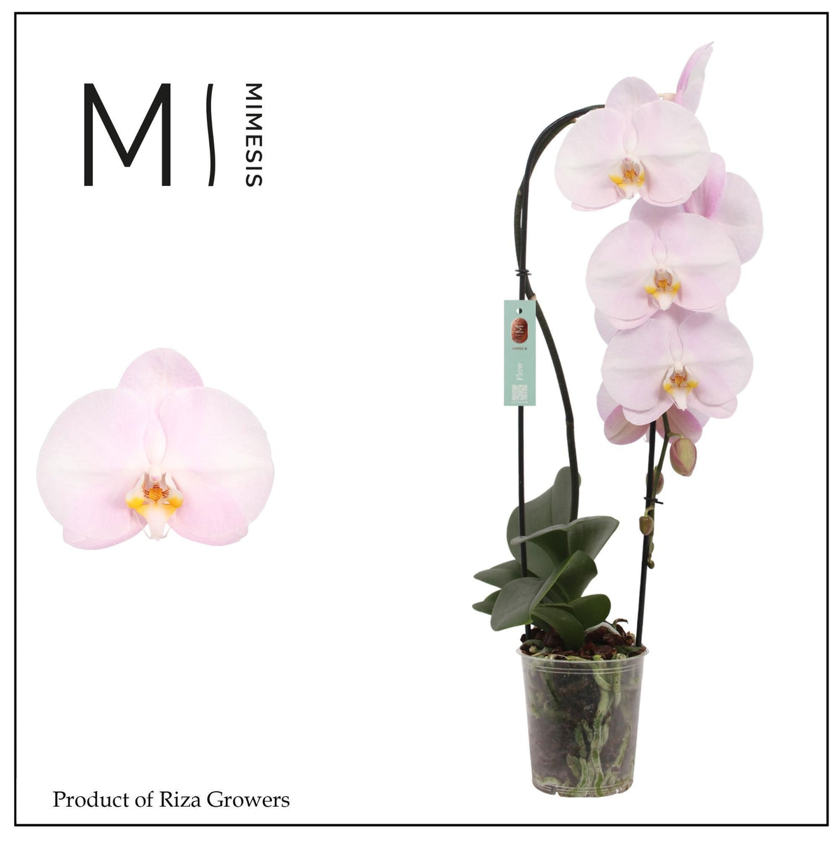 Phalaenopsis pink 60cm 12cm Pot