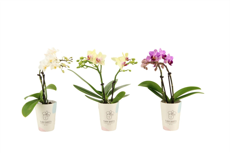 Phalaenopsis hybrid 17cm 6cm Pot
