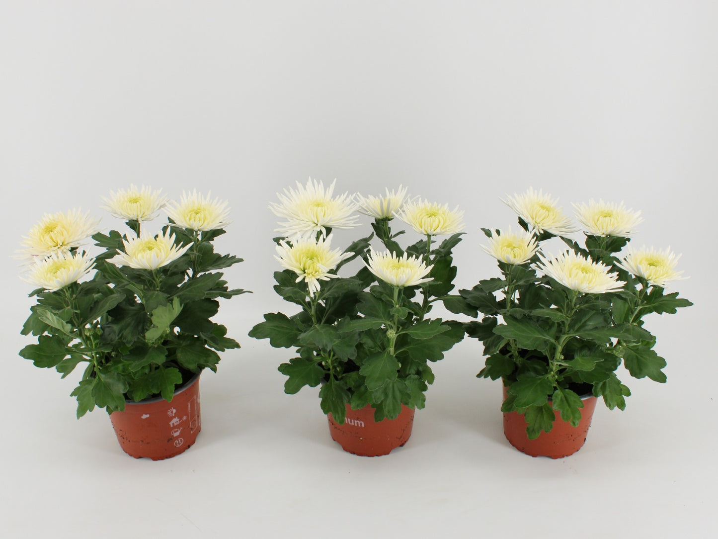 Kwintplant VOF Chrysanthemum Anastasia White Pack of 6