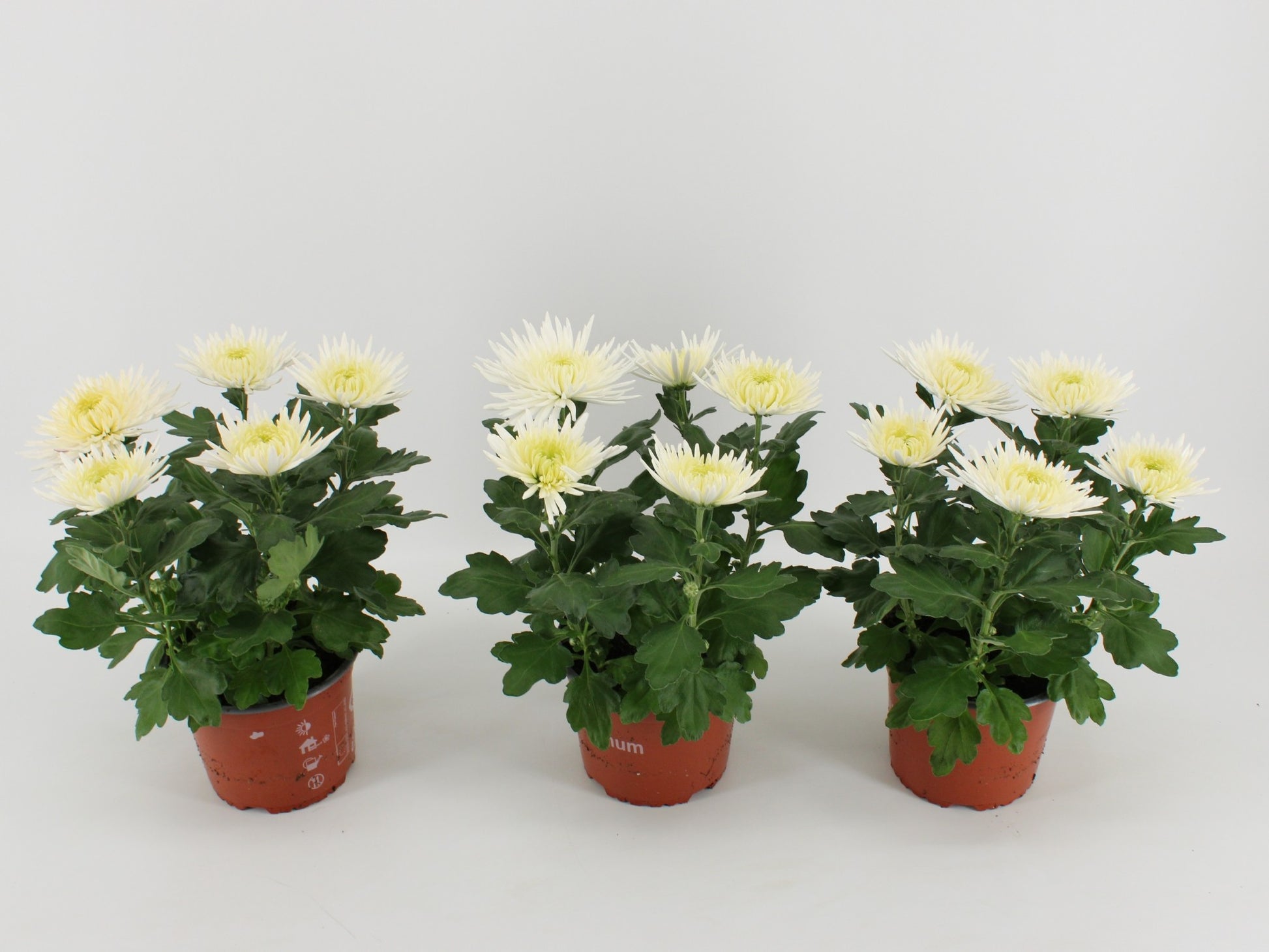 Kwintplant VOF Chrysanthemum Anastasia White Pack of 6