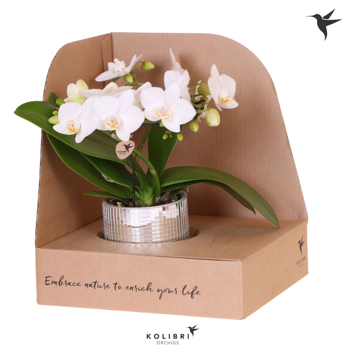 Phalaenopsis multiflora white 30cm 9cm Pot