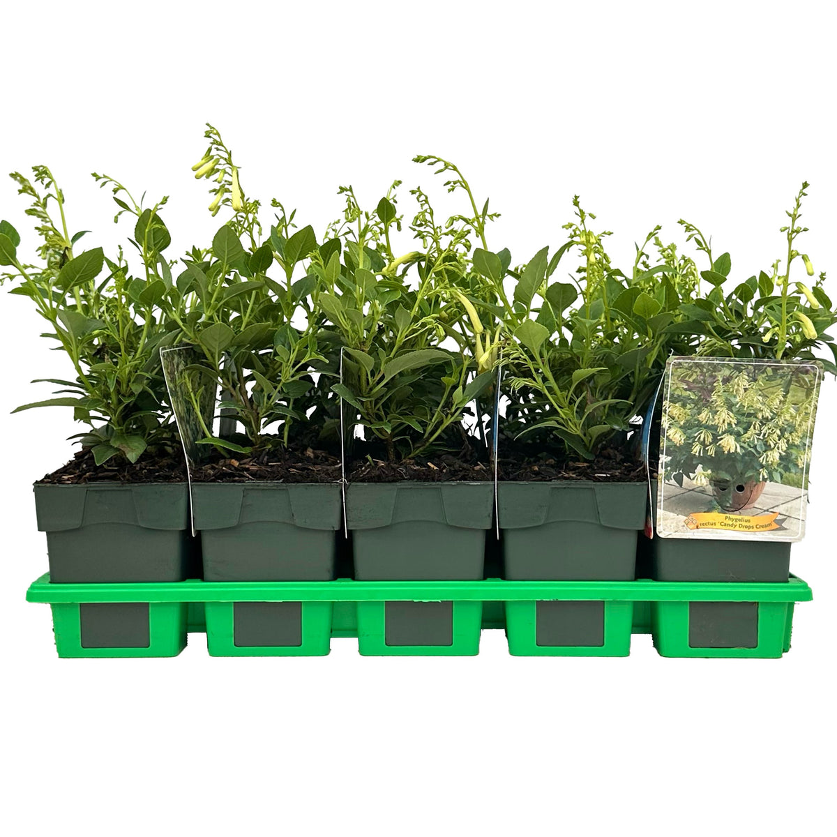 Phygelius capensis 25cm 11cm Pot