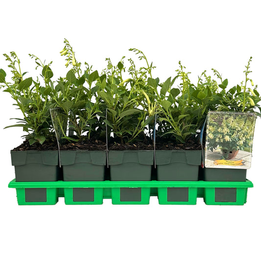 Phygelius capensis 25cm 11cm Pot