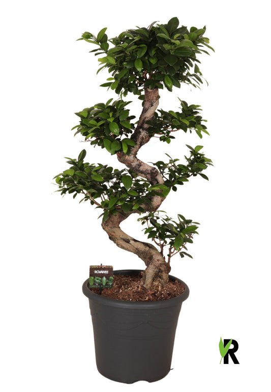 Ficus Ginseng 110cm 32cm Pot
