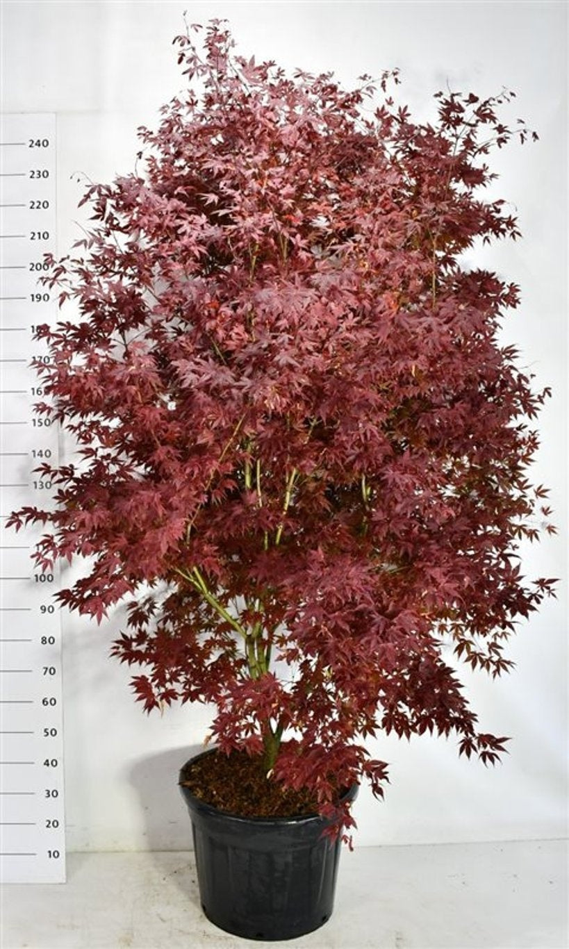 Acer Atropurpureum 260cm 55cm Pot