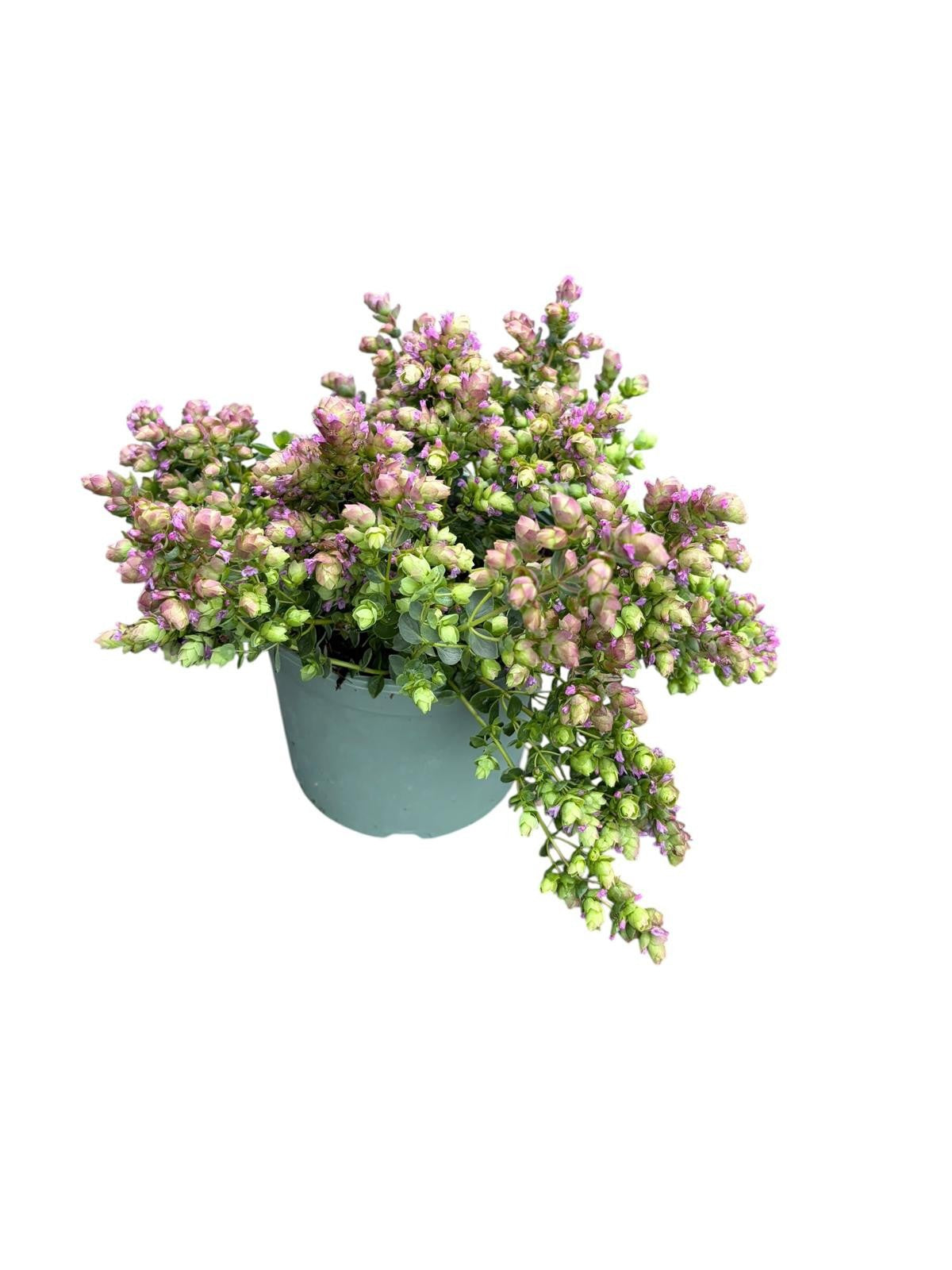Origanum Oregano Kirigami 30cm 17cm Pot