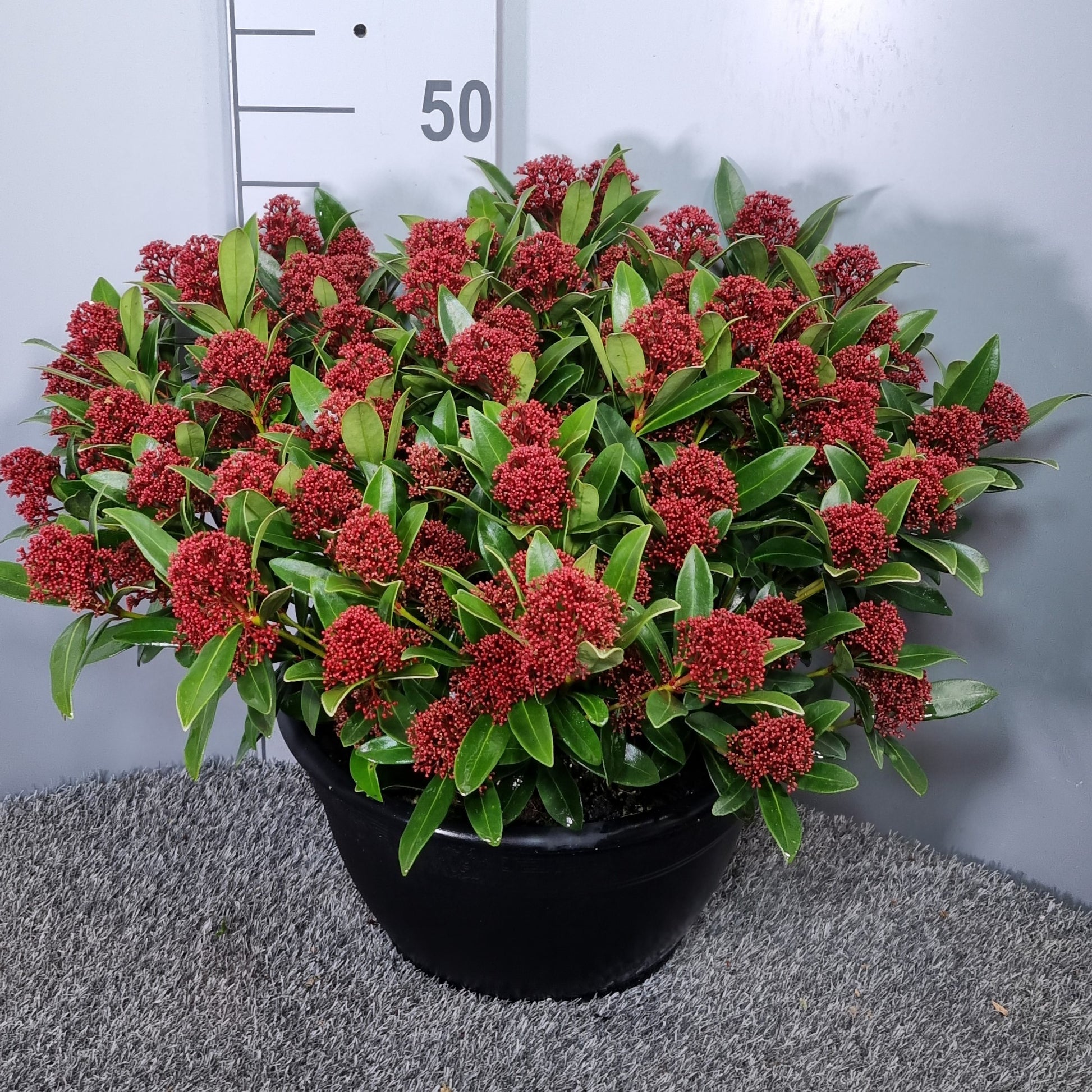 Skimmia japonica Rubesta 60cm 32cm Pot