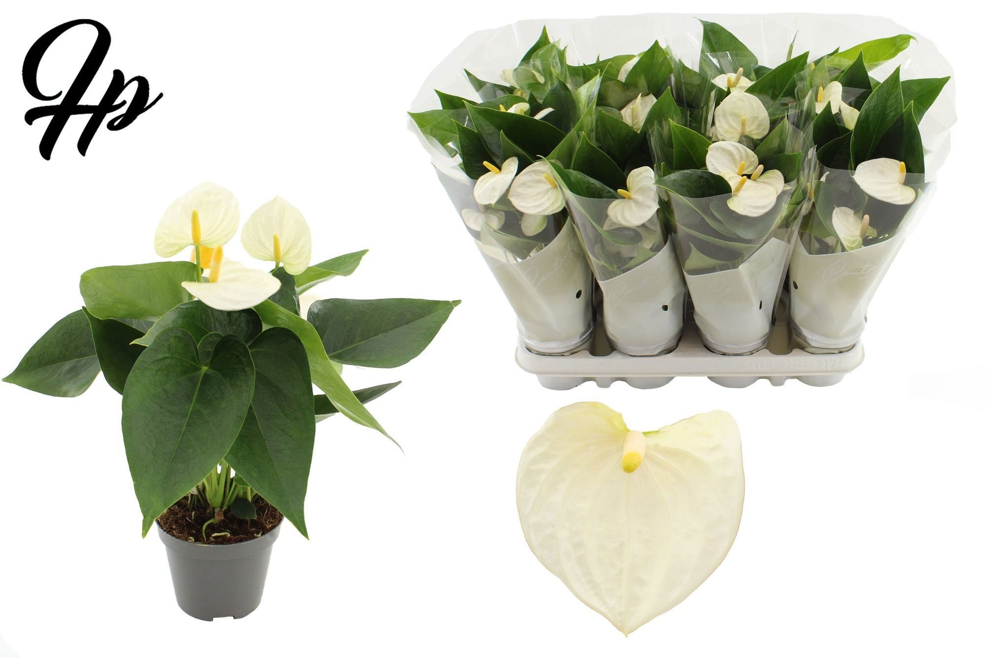 Anthurium Cocos in Christmas sleeve 25cm 9cm Pot