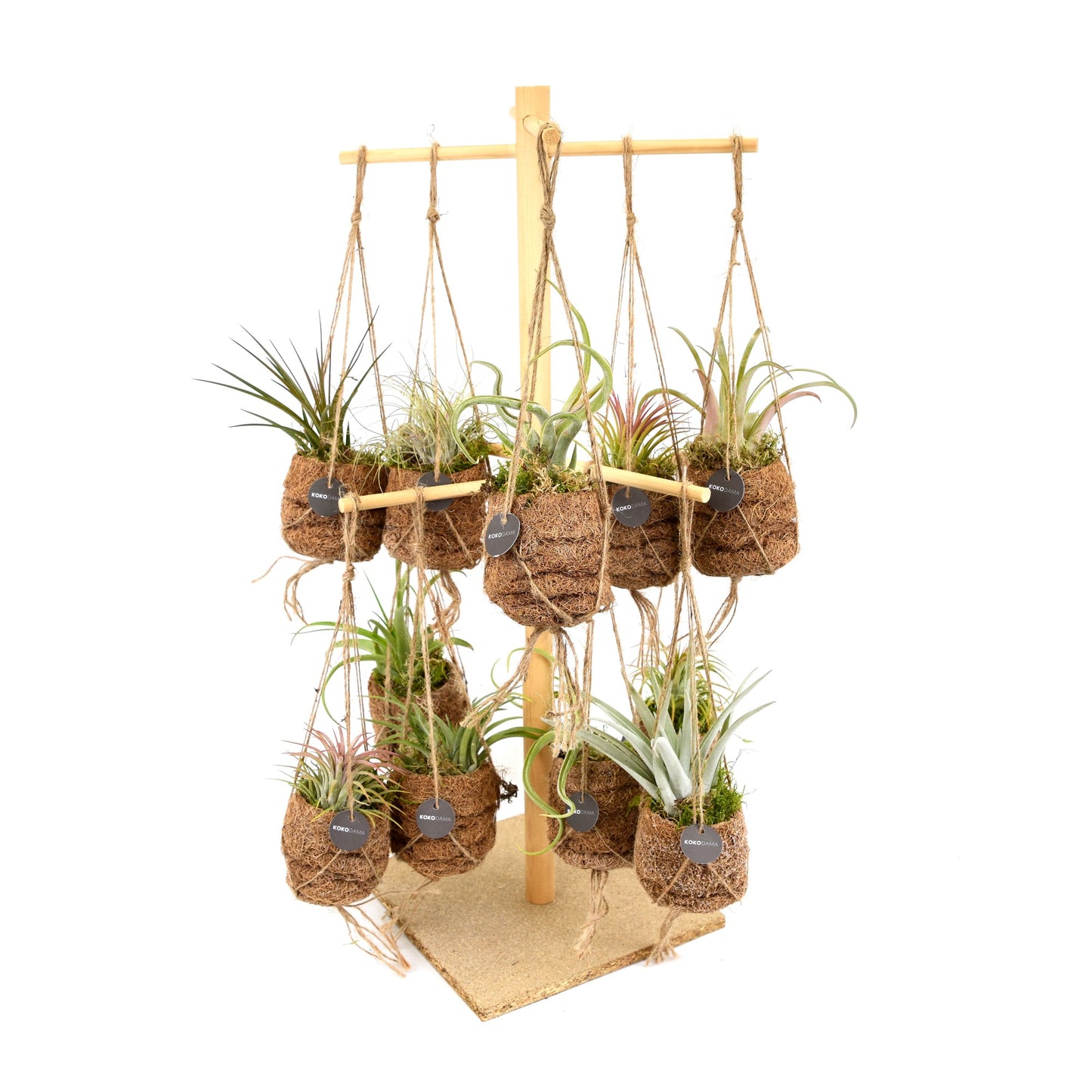 Tillandsia ionantha 12cm 7cm Pot