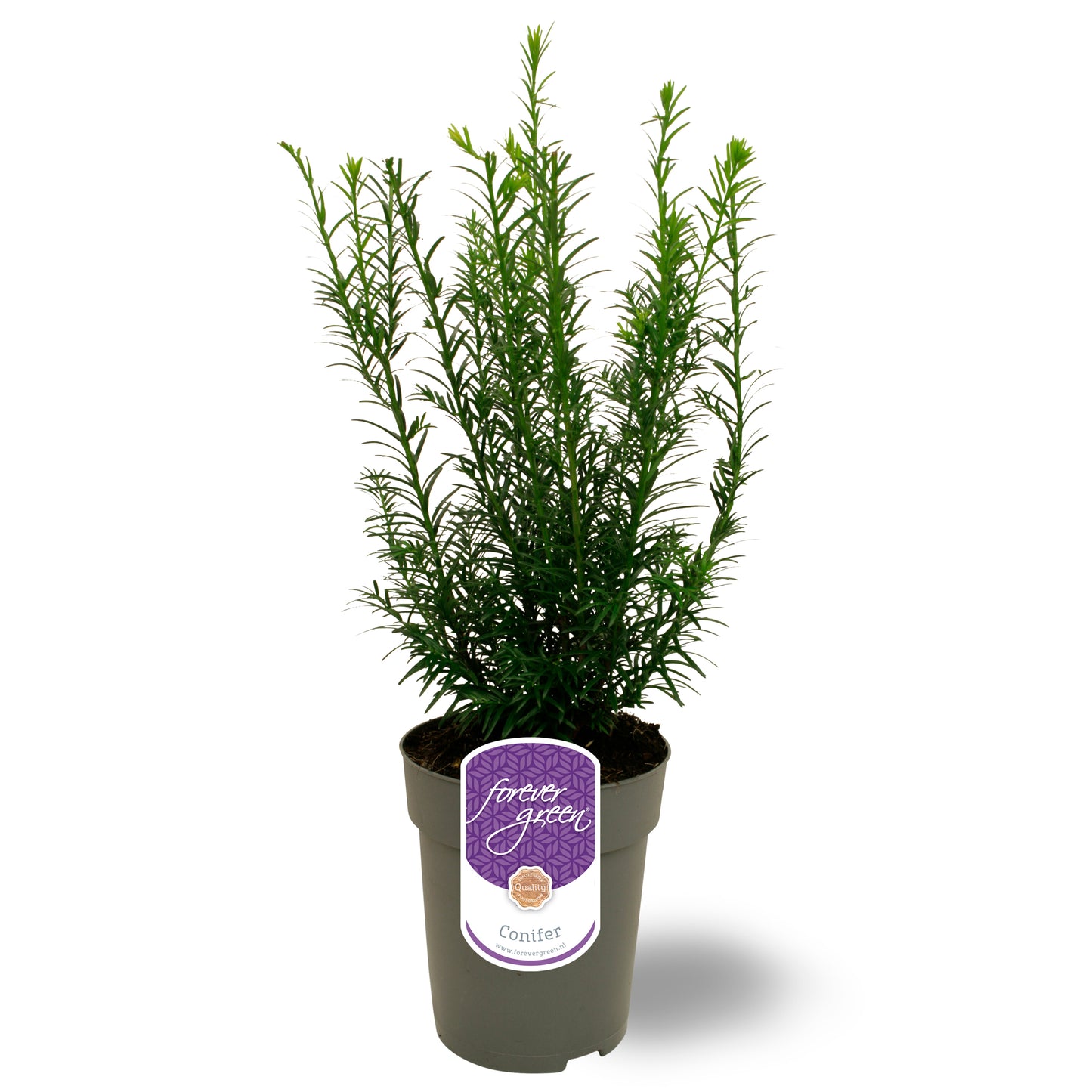 Taxus media Groenland 45cm 15cm Pot