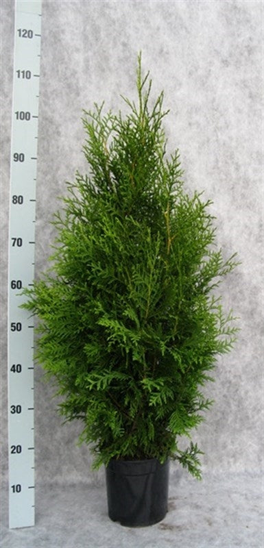 Thuja occidentalis Brabant 105cm 21cm Pot