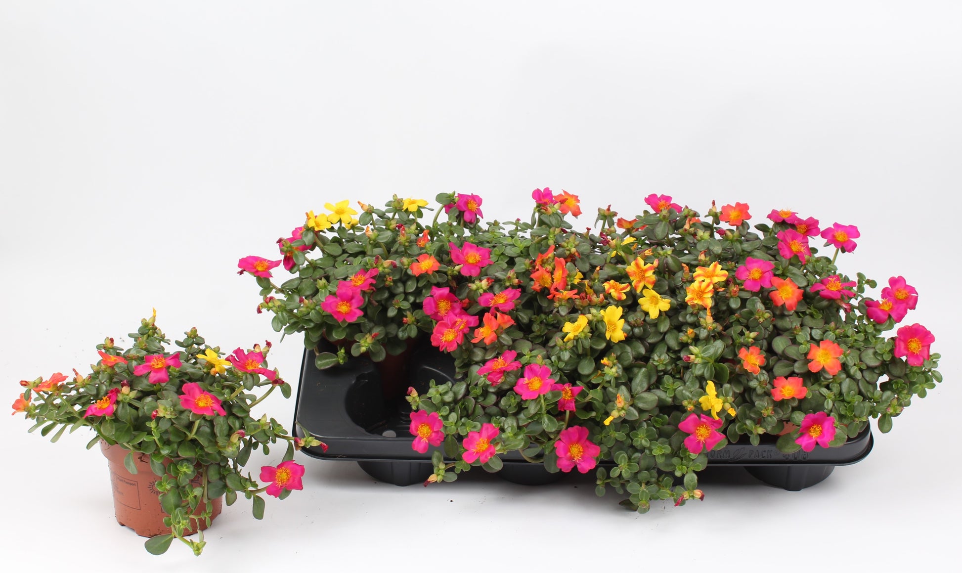 Portulaca carnaval 18cm 13cm Pot