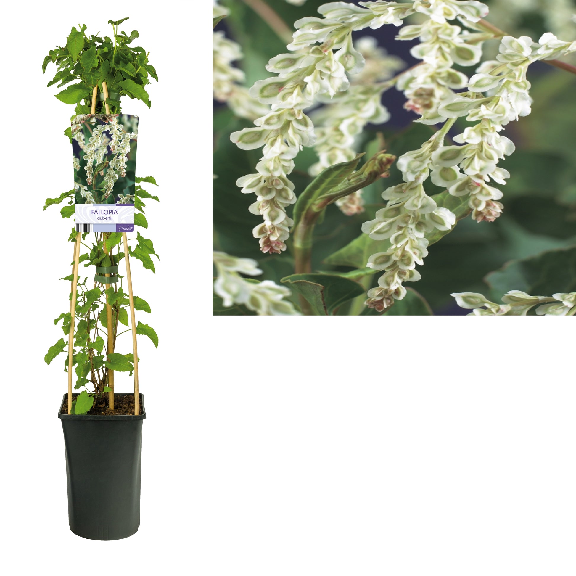 Fallopia aubertii (Russian Vine) 75cm 17cm Pot