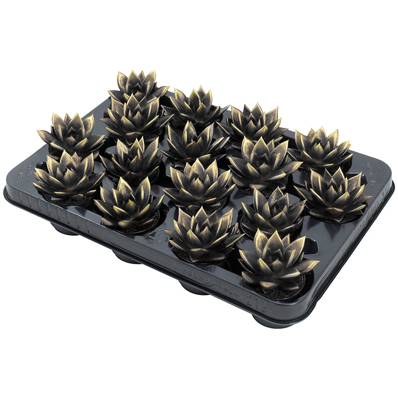 Echeveria colored black 8cm 6cm Pot