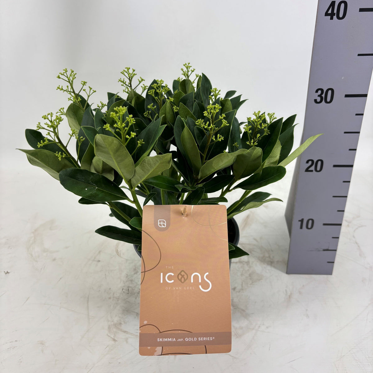 Skimmia japonica Thereza 35cm 15cm Pot