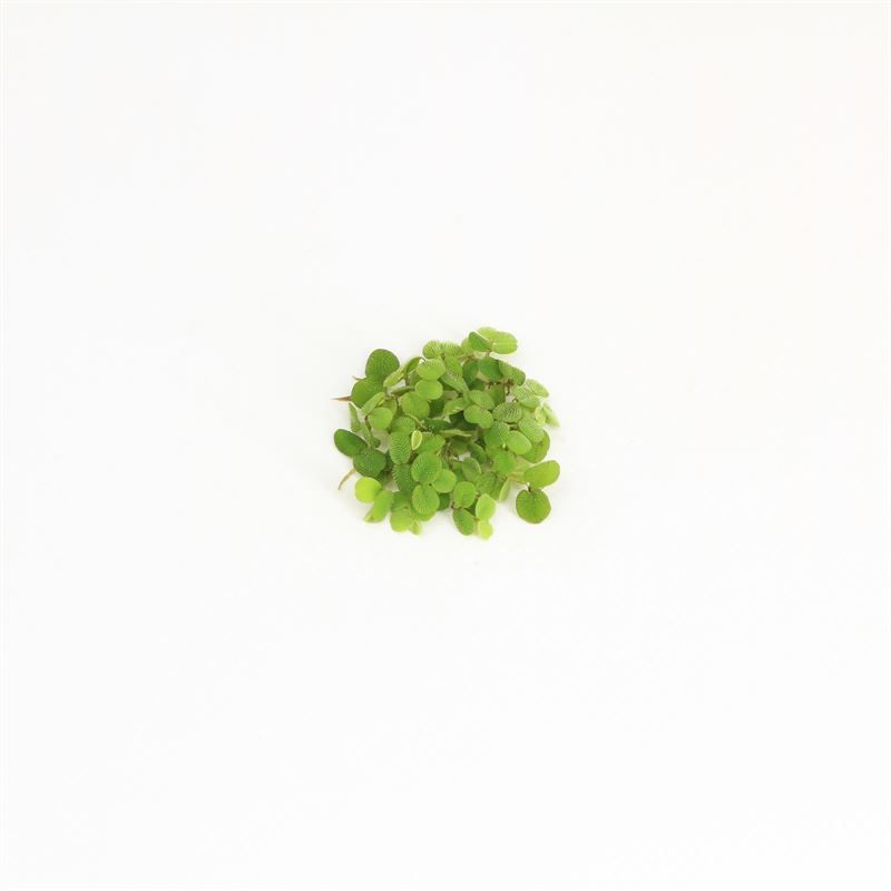Aquarium plant mix 5cm 2cm Pot