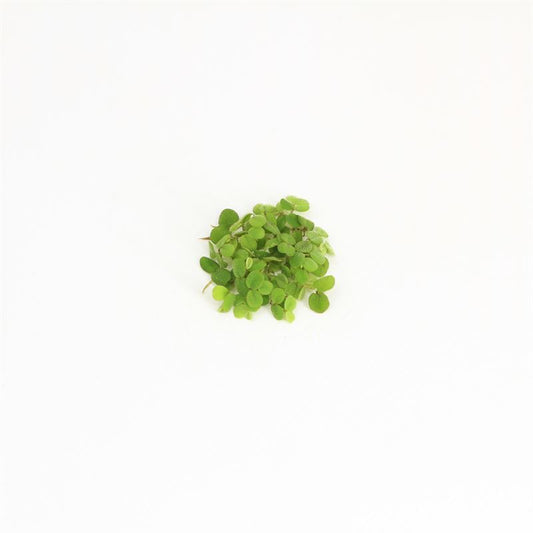 Aquarium plant mix 5cm 2cm Pot
