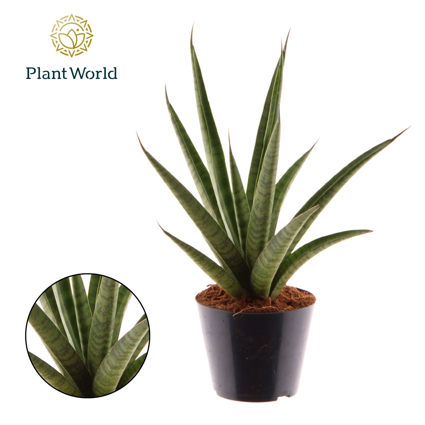 Sansevieria trifasciata 35cm 510cm Pot