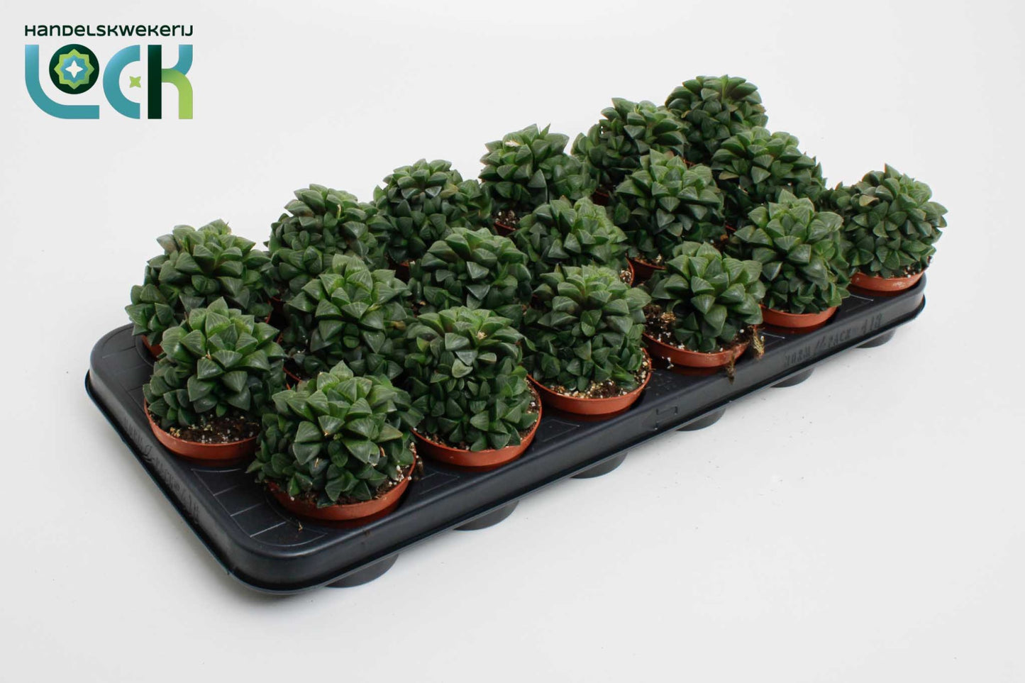 Haworthia cymbiformis 15cm 8.5cm Pot