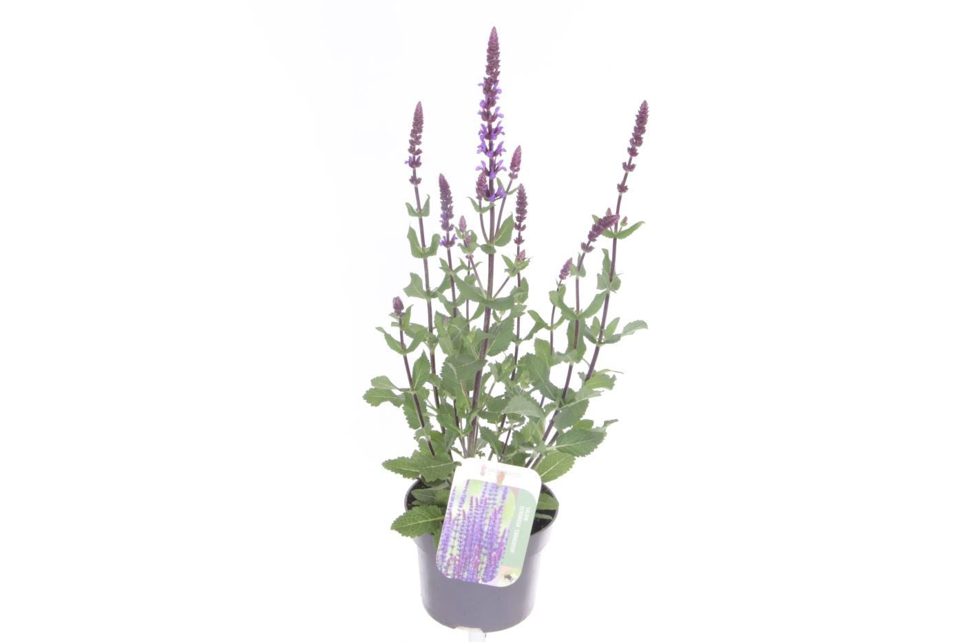 Salvia nemorosa 50cm 13cm Pot