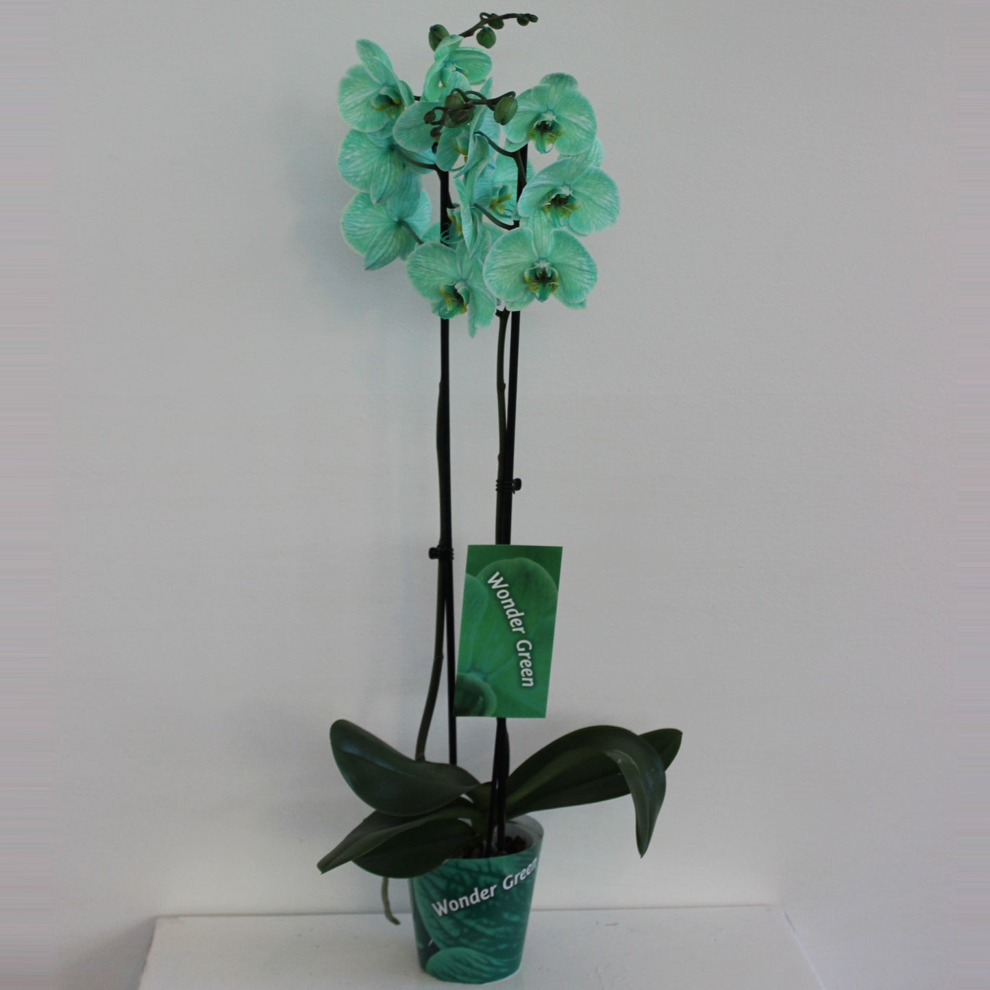 Phalaenopsis Hybrid 70cm 12cm Pot