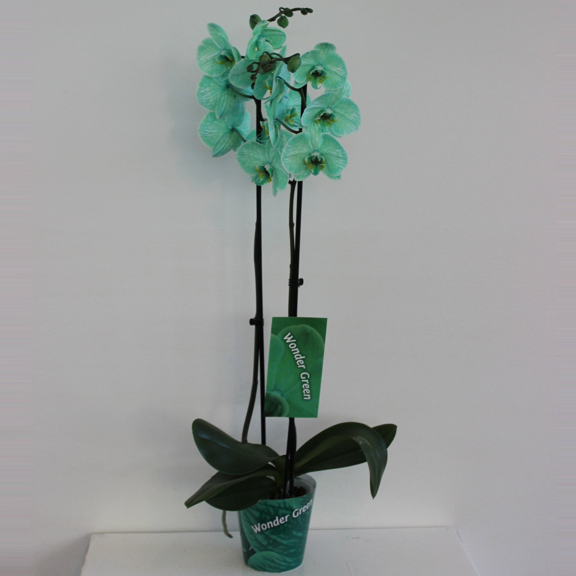 Phalaenopsis Hybrid 70cm 12cm Pot
