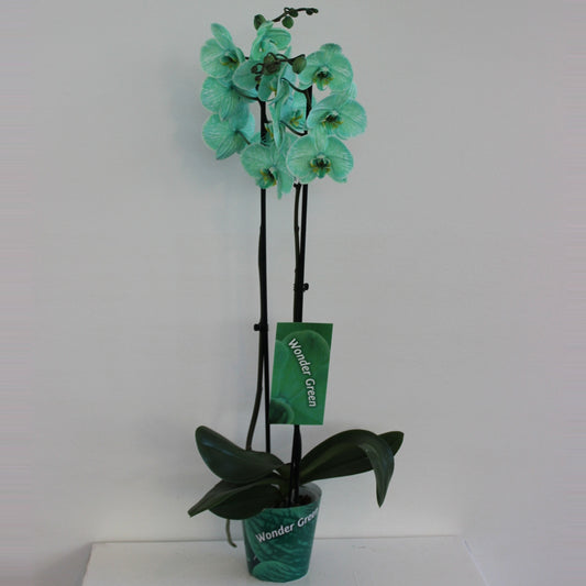 Phalaenopsis Royal green 70cm 12cm Pot