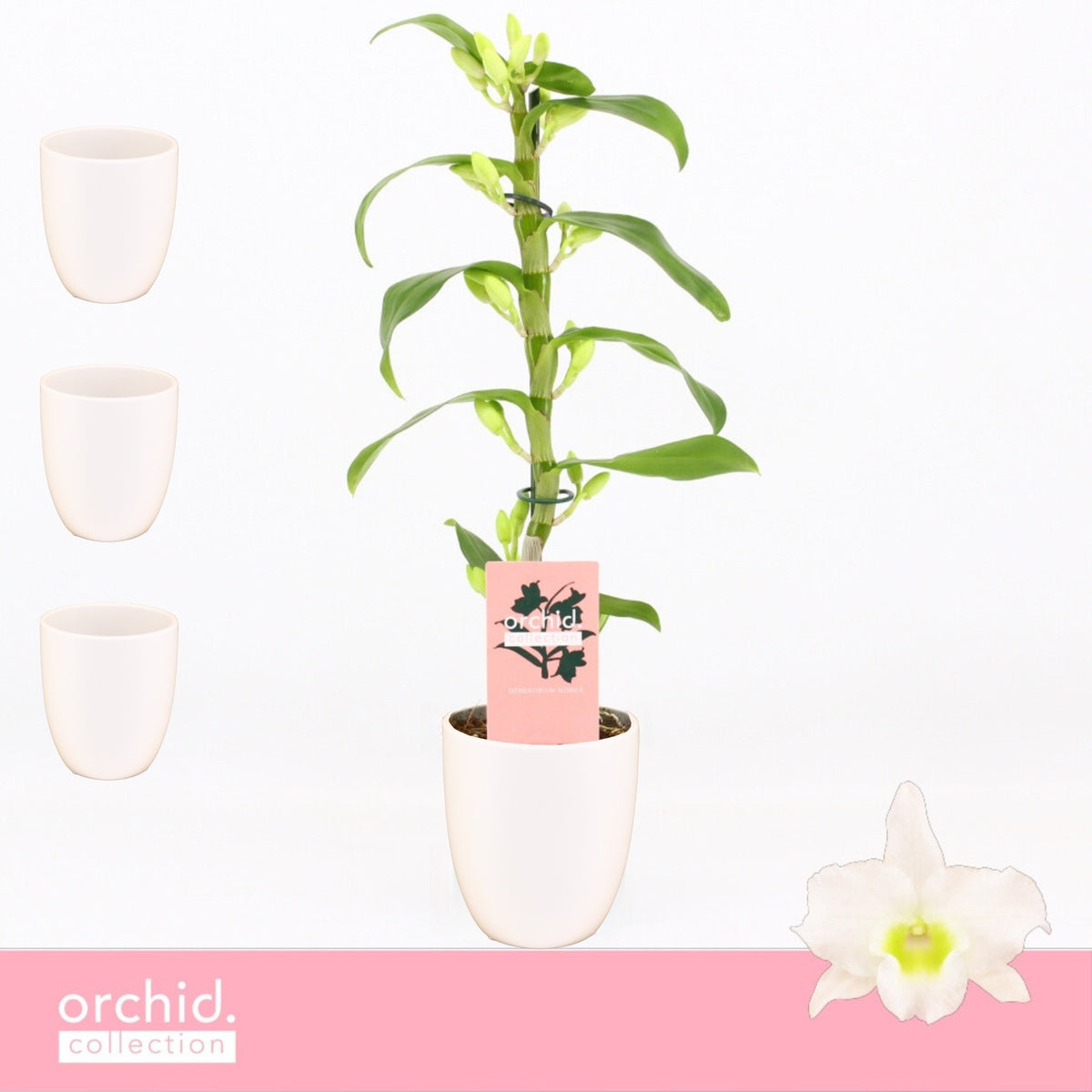 Dendrobium Apollon 40cm 12cm Pot