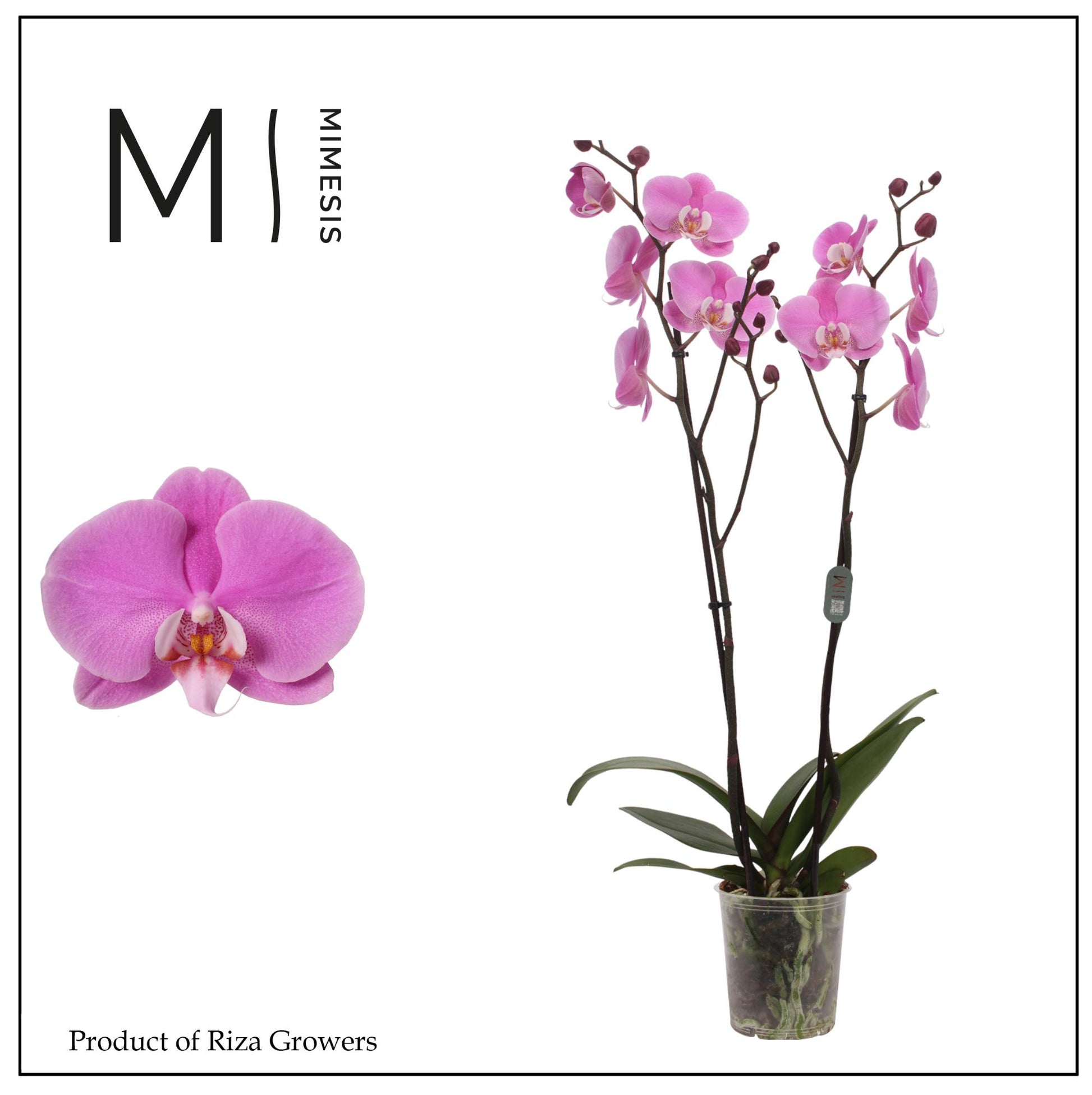 Phalaenopsis Murray 70cm 12cm Pot