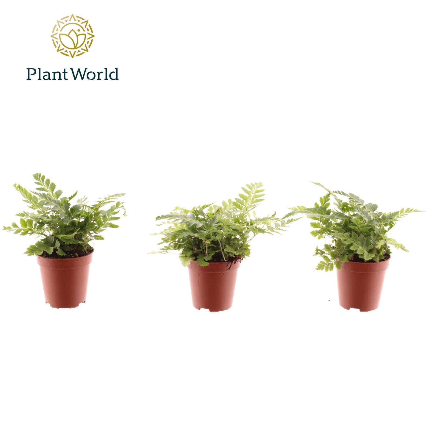 Ferns 8cm 505cm Pot