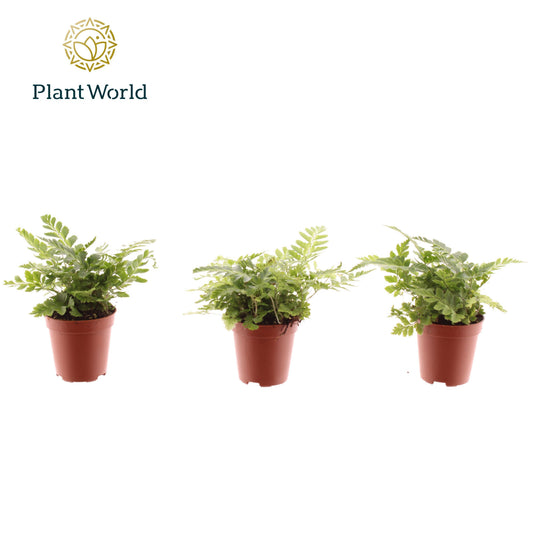 Ferns 8cm 505cm Pot