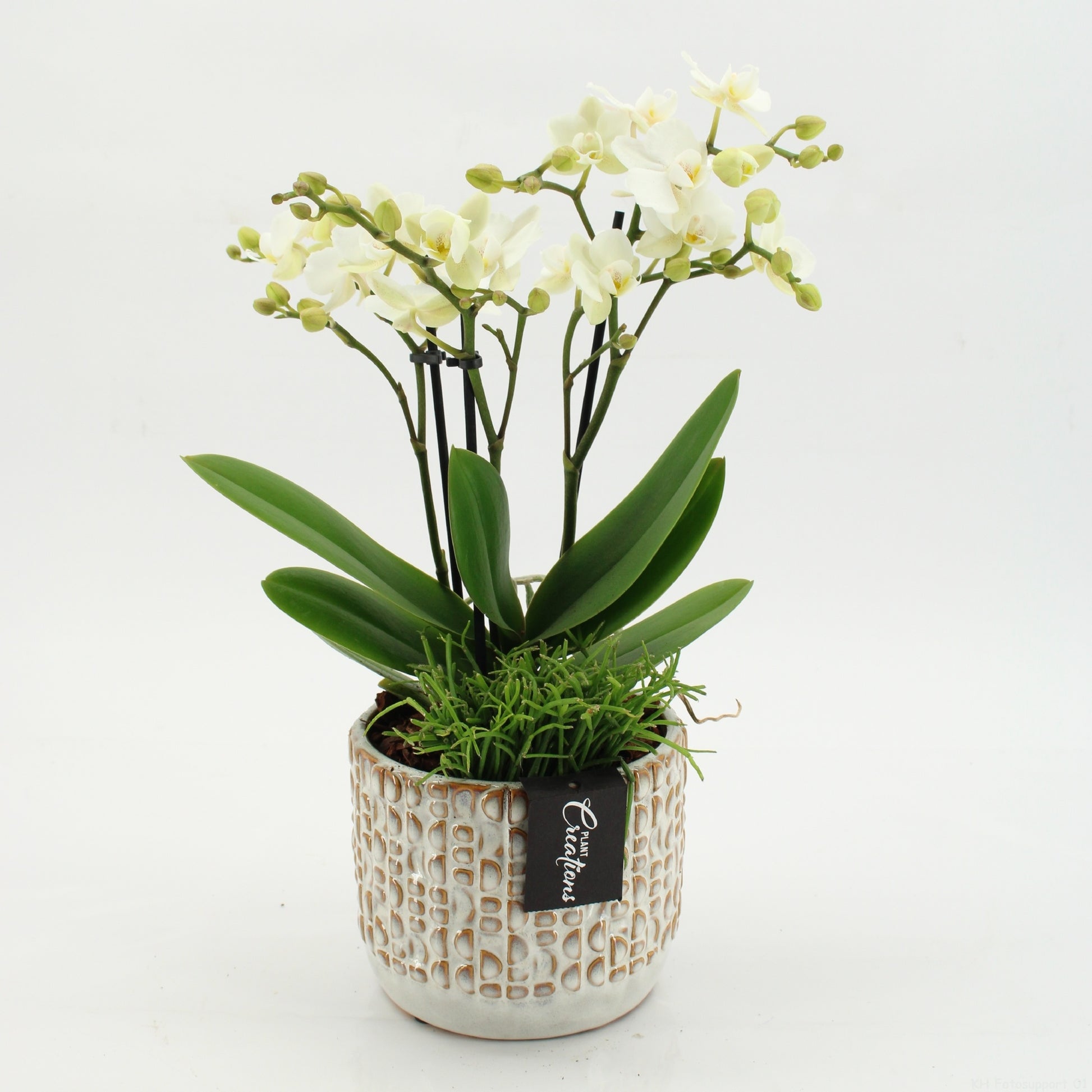 PHAL-2605 Phalaenopsis creatie 45cm 14cm Pot