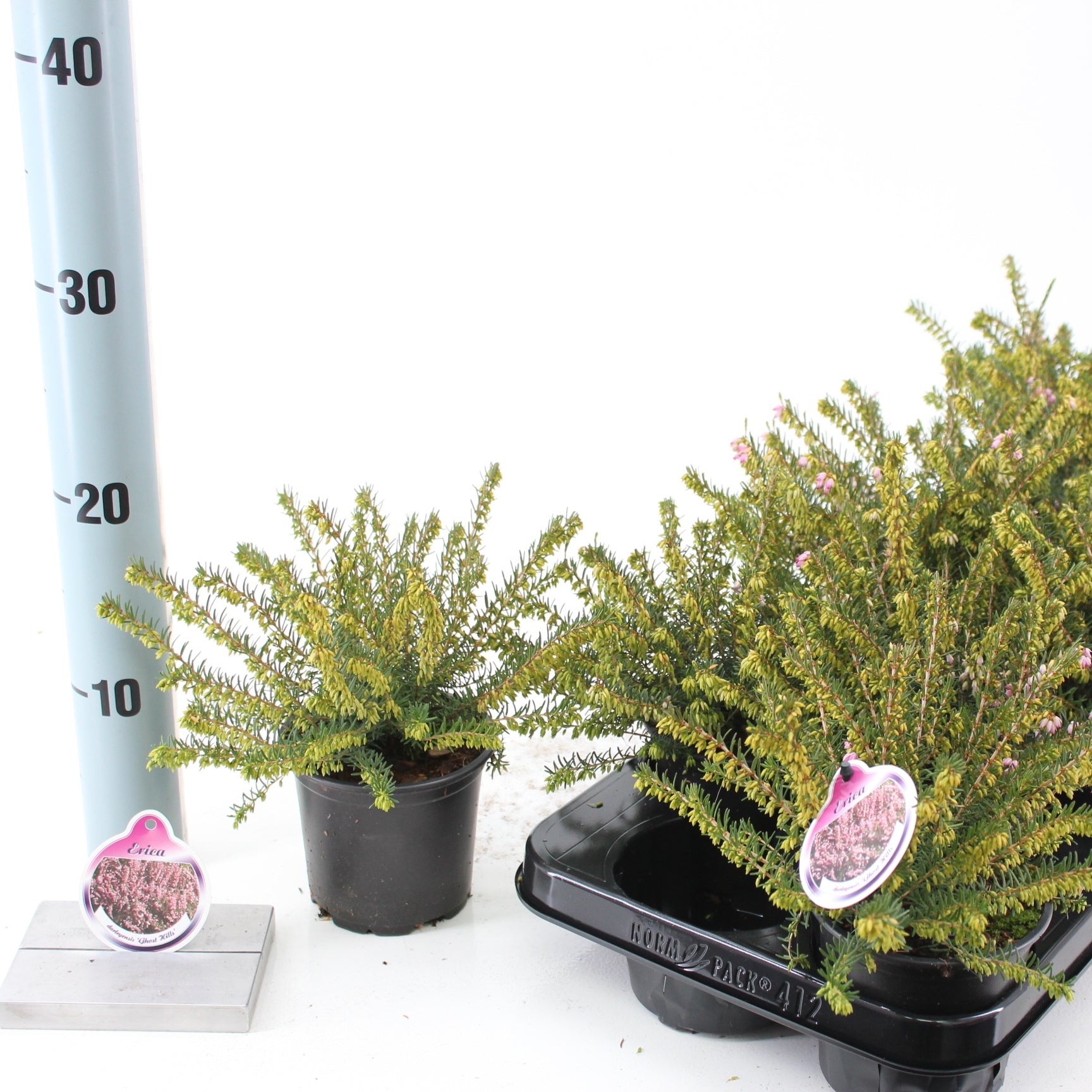 About Plants Zundert BV Erica Ghost Hills Pack of 12