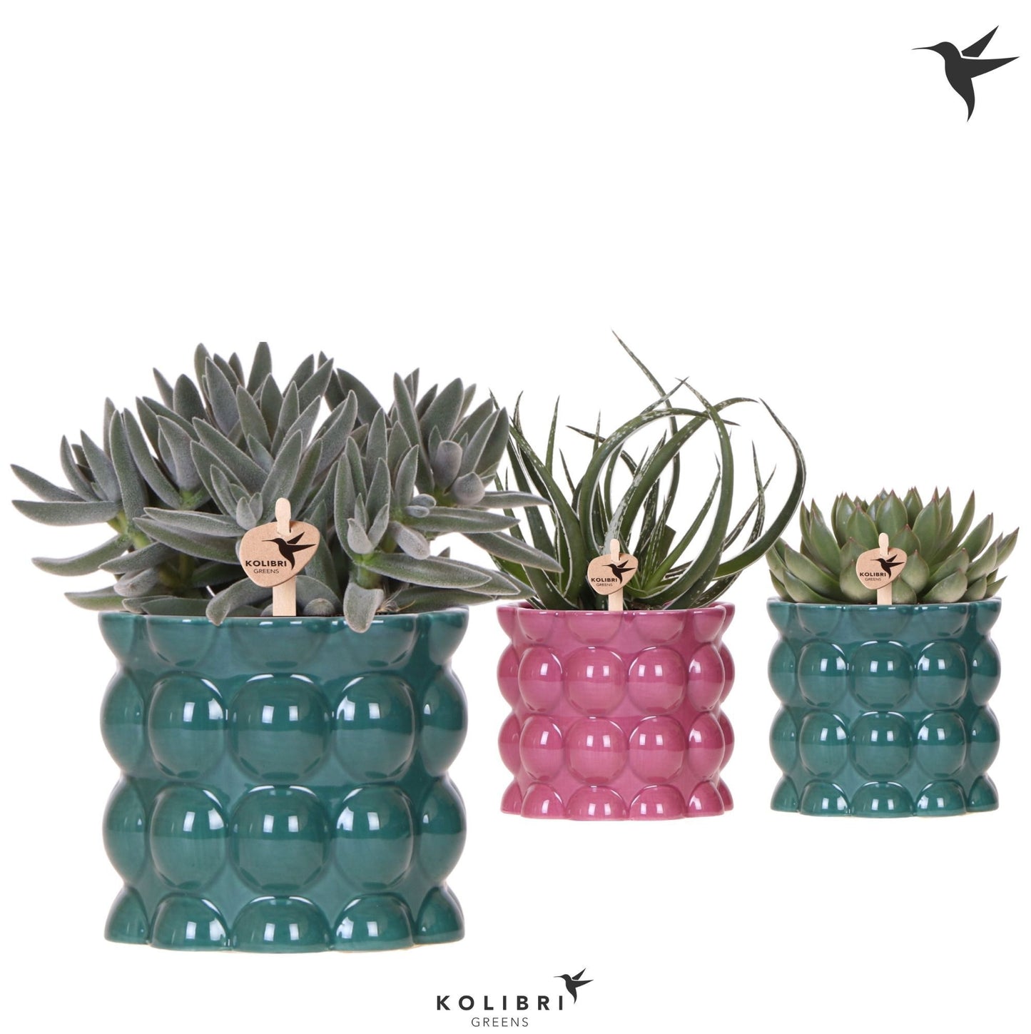 Succulent mix 26cm 12cm Pot