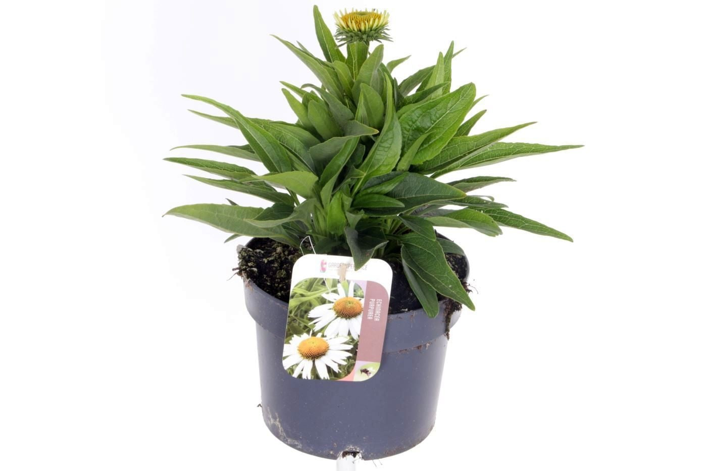 Noordpoel BV, Kw. de Echinacea pur. Alba Pack of 6