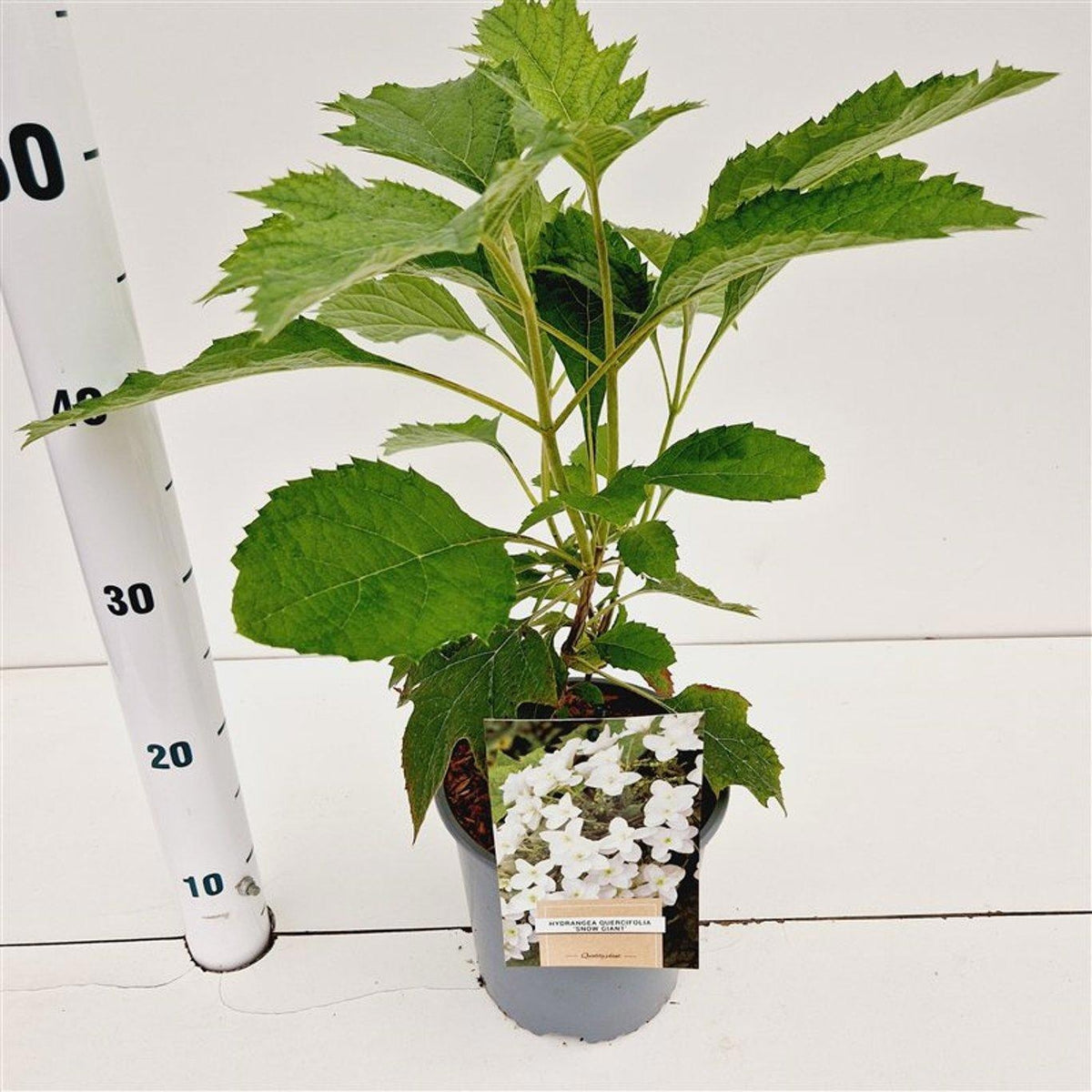 Hydrangea quercifolia 35cm 17cm Pot