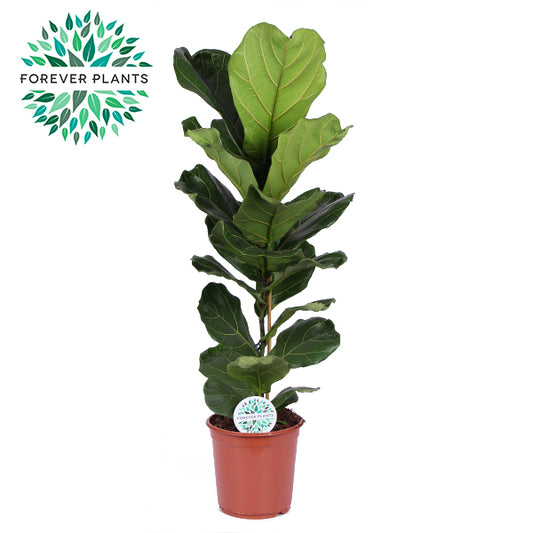 Ficus lyrata 110cm 24cm Pot