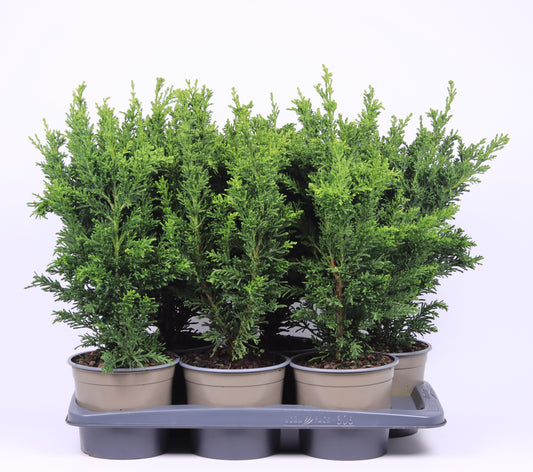Chamaecyparis obtusa Draht 50cm 17cm Pot